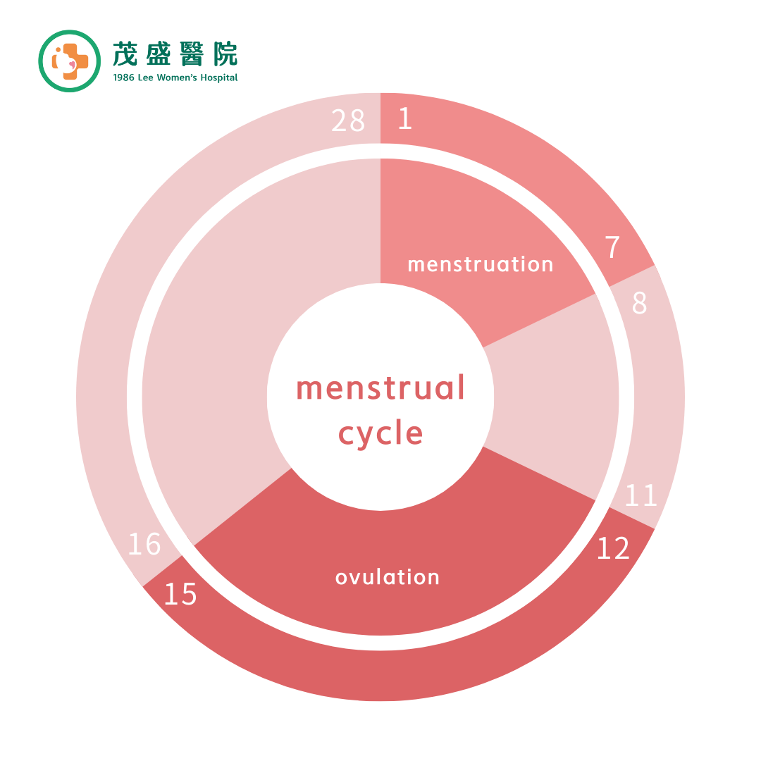 menstrual cycle chart