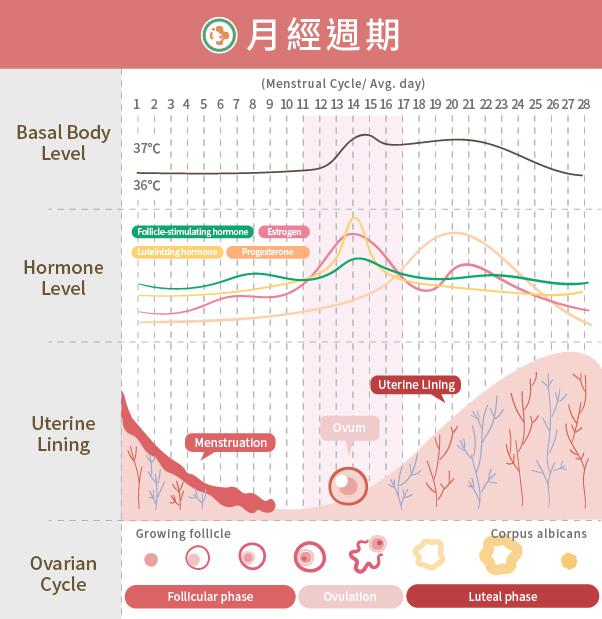 240808 月經週期