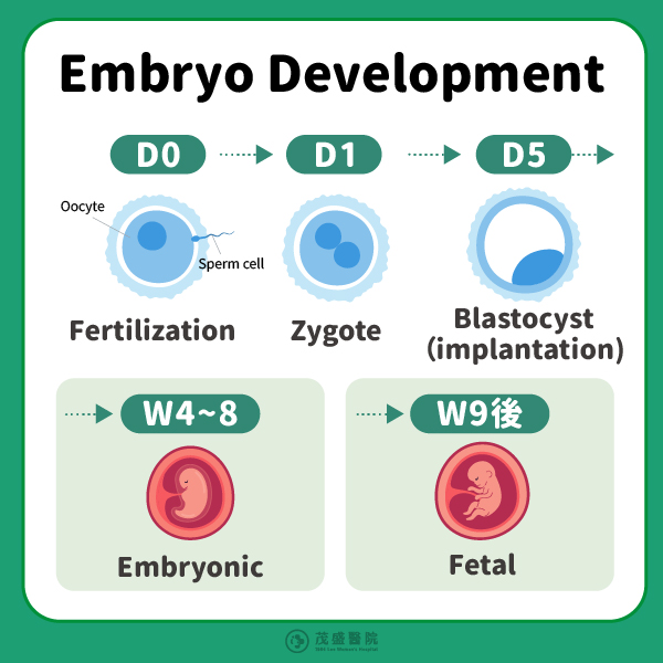 250211 胚胎發育順序