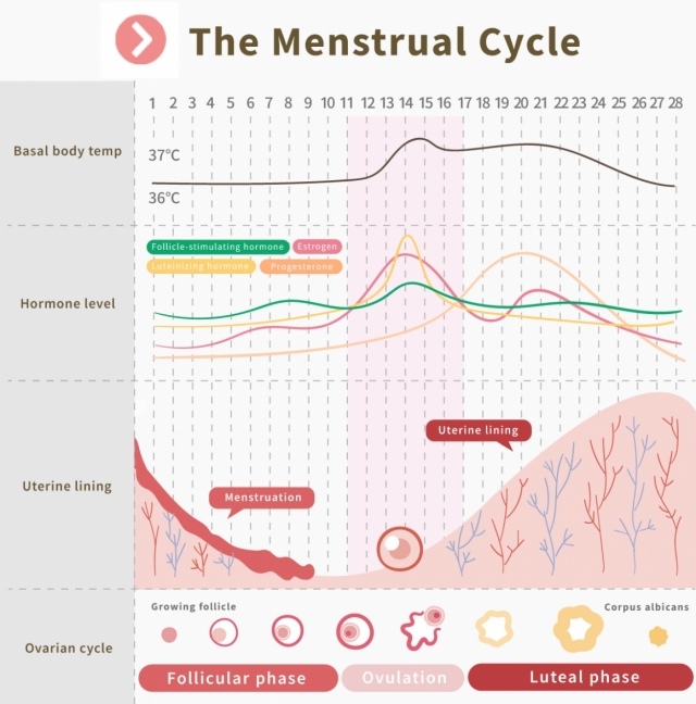 Menstrual Cycle: How to calculate the menstrual cycle?